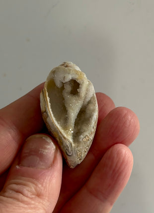 12 Pieces ! Fossilized Spiralite Quartz Shells