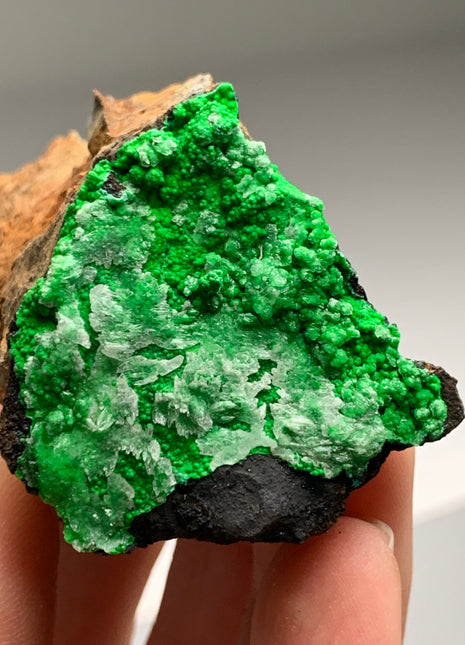 Vibrant Green Conichalcite ! From Spain