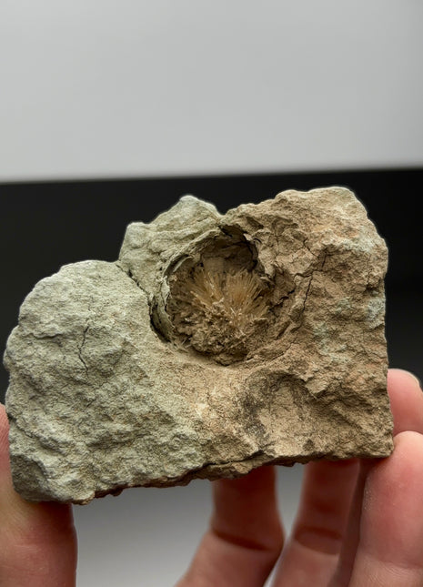 Bursting Sun Aragonite in Cluster - From Pantoja, Spain