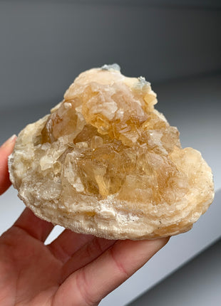 Clam Fossil with Golden Calcite - Ruck’s Pit, Florida