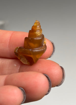 Rare Carnelian Replaced Fossil Gastropods Lot - 18 Pieces