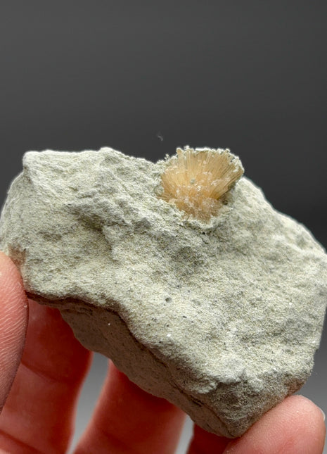 Bursting Sun Aragonite in Cluster - From Pantoja, Spain