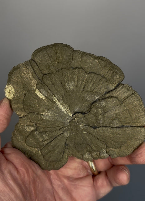 Pyrite Sun - From Sparta, Illinois