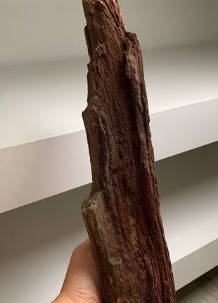 Stunning and Rare Permineralized Fossil Wood with Quartz - From Germany *