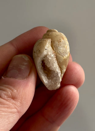 12 Pieces ! Fossilized Spiralite Quartz Shells