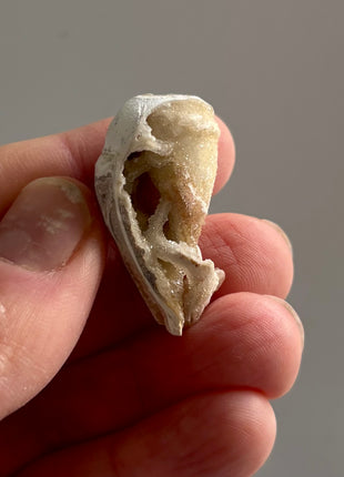 12 Pieces ! Fossilized Spiralite Quartz Shells