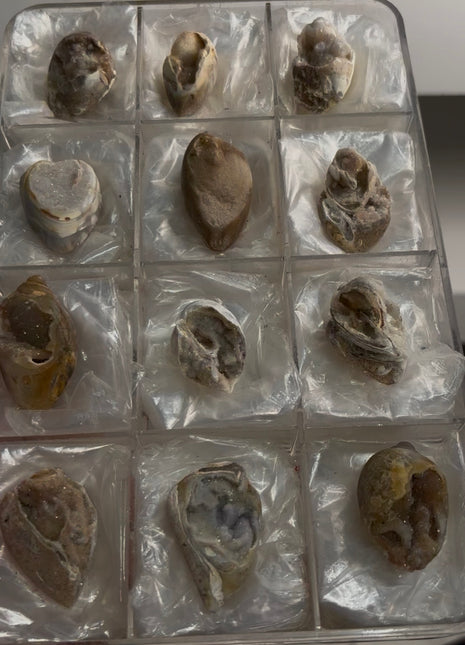 12 Pieces ! Fossilized Spiralite Quartz Shells