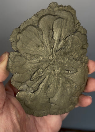 Pyrite Sun - From Sparta, Illinois