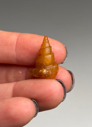 Rare Carnelian Replaced Fossil Gastropods Lot - 18 Pieces