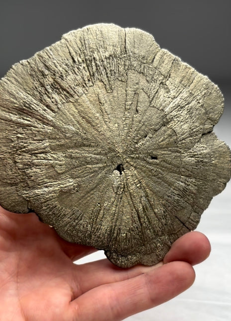 New ! Pyrite Sun - From Sparta, Illinois