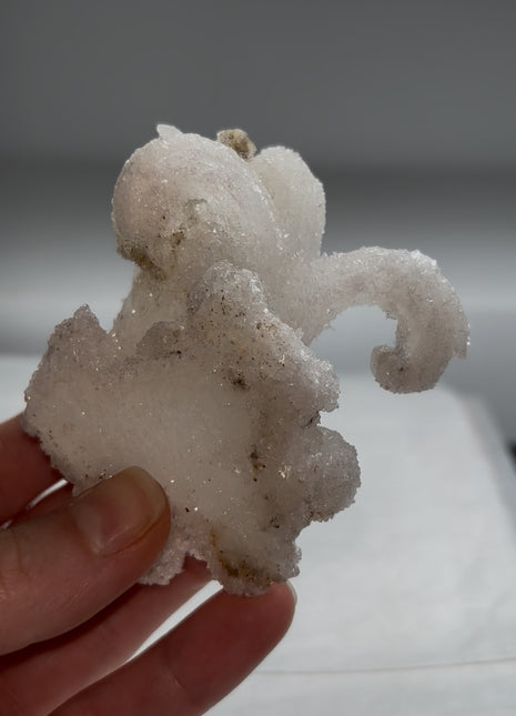 Magical ! Rams Horn Selenite on Matrix