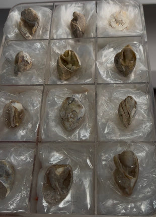 12 Pieces ! Fossilized Spiralite Quartz Shells