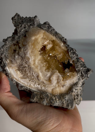 Clam Fossil with Gemmy Golden Calcite - Ruck’s Pit, Florida PM301