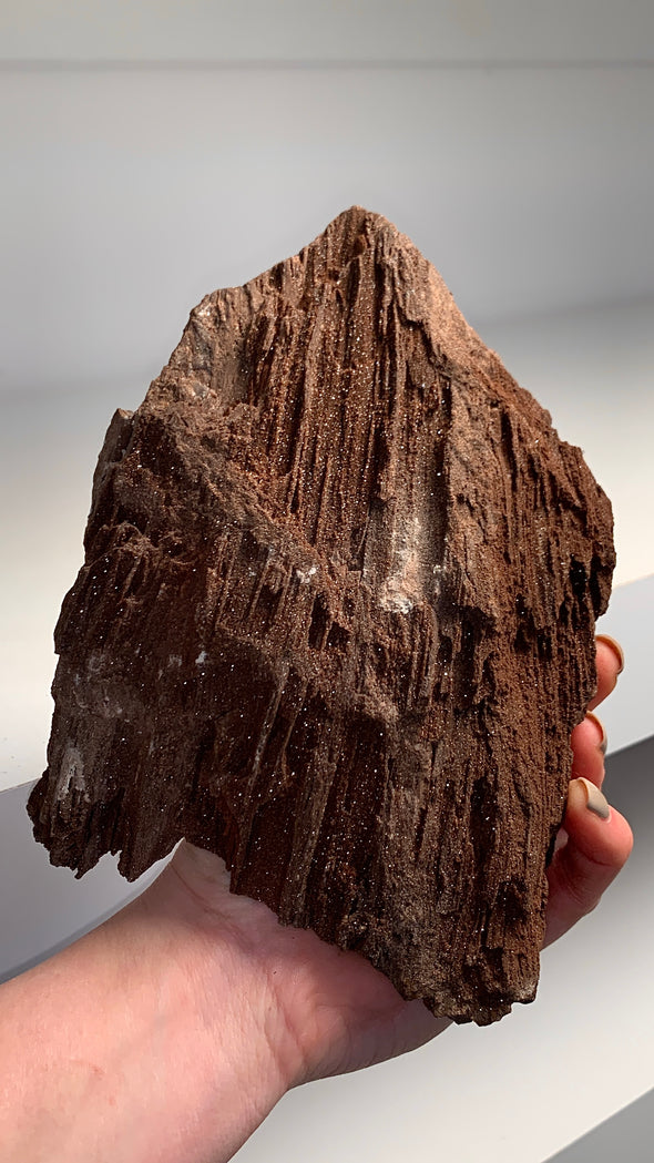 Stunning and Rare Permineralized Fossil Wood with Quartz - From Germany