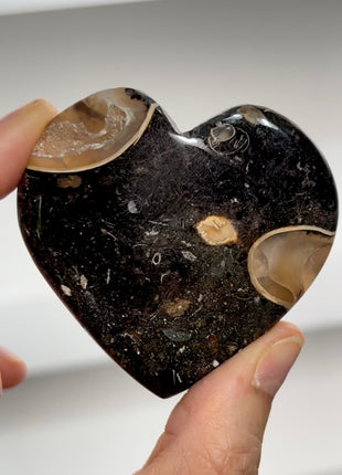 Agatized Colus Fossil Heart PM0507