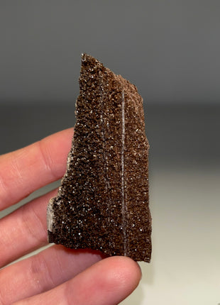 Stunning and Rare Permineralized Fossil Wood with Quartz - From Germany