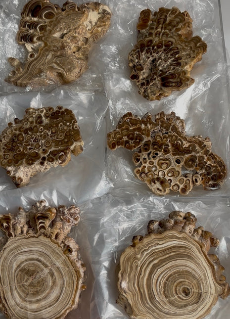 6 Pieces ! Caramel Brown Aragonite Stalactite Lot