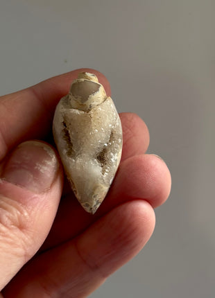 12 Pieces ! Fossilized Spiralite Quartz Shells