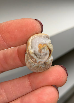 New Arrival ! 18 Pieces Fossilized Spiralite Quartz Shells - Lot # 2