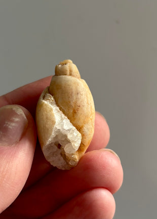 12 Pieces ! Fossilized Spiralite Quartz Shells