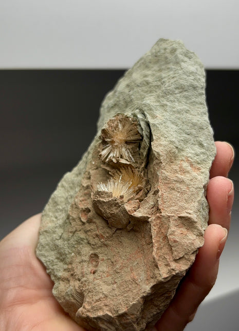 Bursting Sun Aragonite in Cluster - From Pantoja, Spain