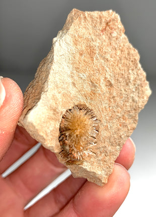 Bursting Sun Aragonite Ball in Cluster - From Pantoja, Spain