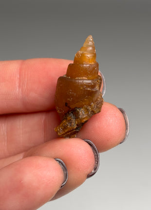 Rare Carnelian Replaced Fossil Gastropods Lot - 18 Pieces