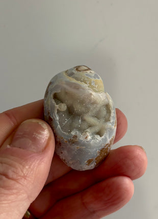 12 Pieces ! Fossilized Spiralite Quartz Shells