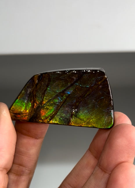 High Grade Ammolite from Alberta, Canada