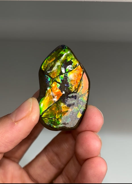 High Grade Ammolite from Alberta, Canada