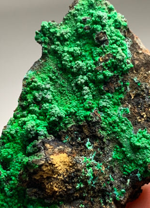 Vibrant Green Conichalcite ! From Spain