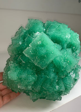 Our Finest ! Green Cubic Halite - From Lubin mine, Poland