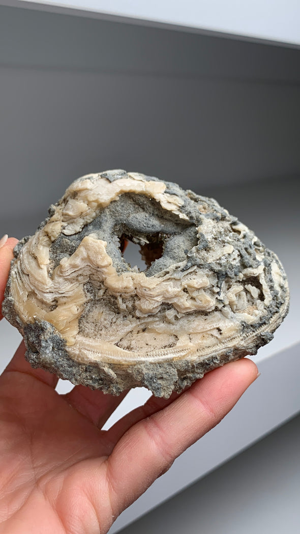 Clam Fossil with Gemmy Golden Calcite - Rock’s Pit, Florida