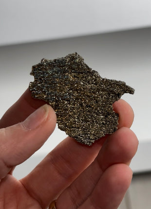 Rare ! Pyritized Petrified Wood