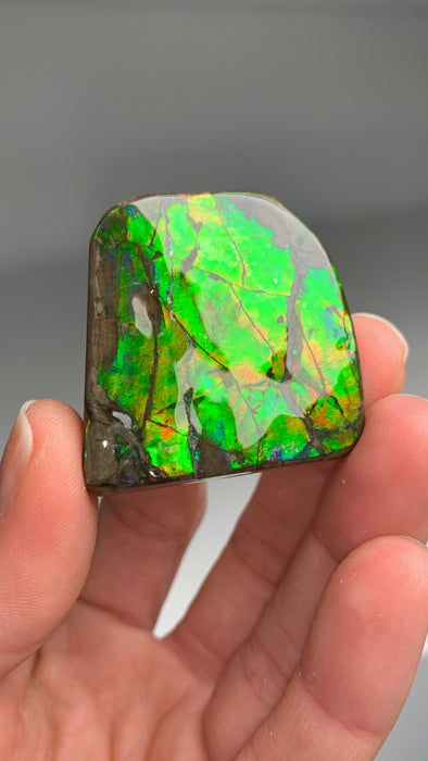 High Grade Ammolite with Great Color 🌈