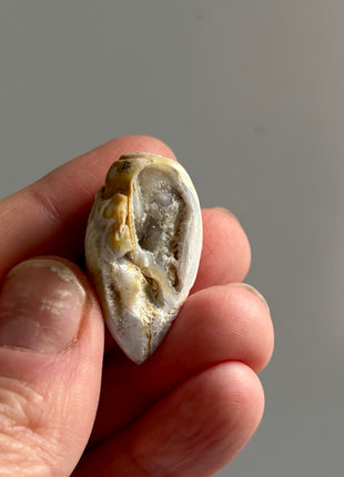 12 Pieces ! Fossilized Spiralite Quartz Shells