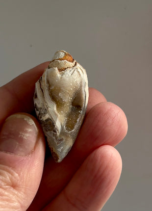 12 Pieces ! Fossilized Spiralite Quartz Shells