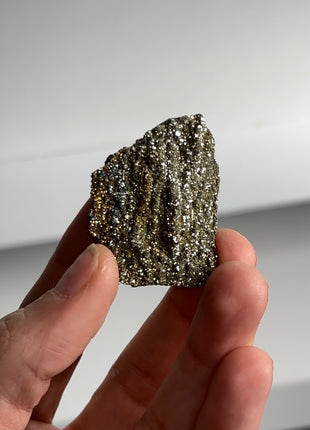 Rare ! Pyritized Petrified Wood