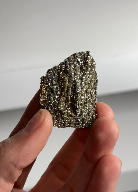 Rare ! Pyritized Petrified Wood