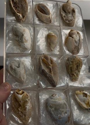 12 Pieces ! Fossilized Spiralite Quartz Shells