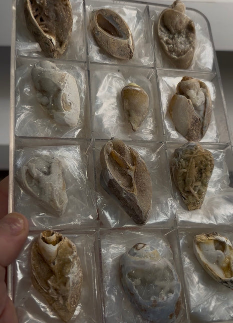 12 Pieces ! Fossilized Spiralite Quartz Shells