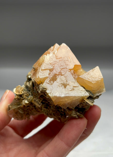 Orange Scheelite with Muscovite  Collection # 408