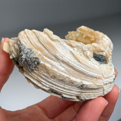 Collection image for: Clam Fossil with Golden Calcite