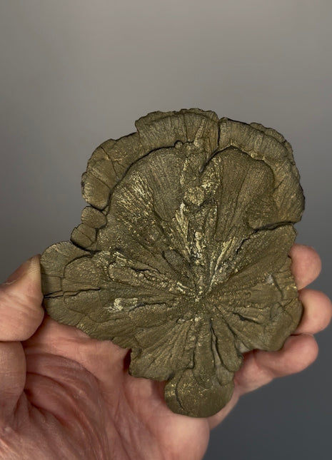 Pyrite Sun - From Sparta, Illinois