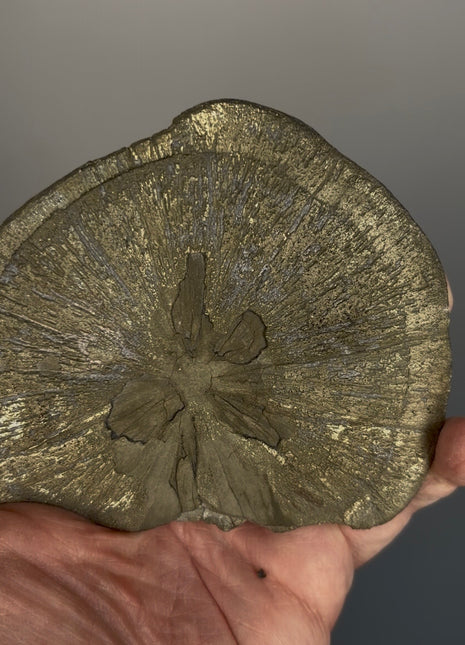 Pyrite Sun - From Sparta, Illinois