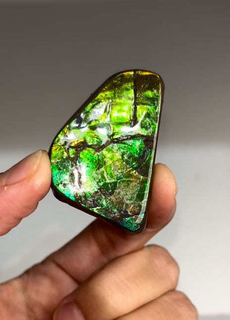 High Grade Ammolite from Alberta, Canada