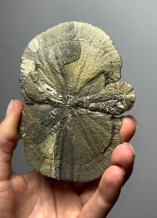 Pyrite Sun - From Sparta, Illinois