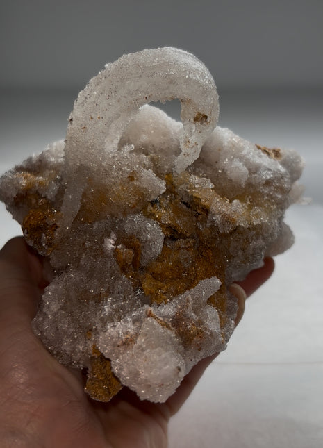 Magical ! Rams Horn Selenite on Matrix