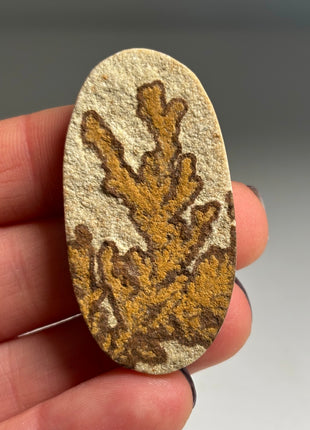 Dendritic Flower on Limestone from Germany