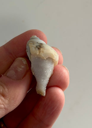 12 Pieces ! Fossilized Spiralite Quartz Shells